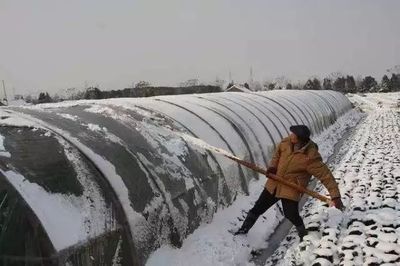 急!农业部部署大风降温雨雪冰冻天气防范应对工作